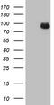 Complement factor I antibody, M00973, Boster Biological Technology, Western Blot image 