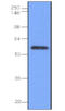 Interferon Regulatory Factor 3 antibody, AM05643PU-N, Origene, Western Blot image 