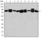 Heat shock protein HSP 90-beta antibody, AM06639SU-N, Origene, Western Blot image 