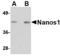 Nanos C2HC-Type Zinc Finger 1 antibody, LS-C53329, Lifespan Biosciences, Western Blot image 