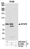 Methylenetetrahydrofolate Reductase antibody, A303-623A, Bethyl Labs, Immunoprecipitation image 