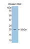 Secretogranin II antibody, LS-C304165, Lifespan Biosciences, Western Blot image 