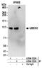 Ubiquitin-protein ligase E3C antibody, A304-123A, Bethyl Labs, Immunoprecipitation image 