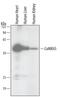 Calcium/Calmodulin Dependent Protein Kinase II Delta antibody, MAB4176, R&D Systems, Western Blot image 