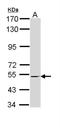 Retinoid X Receptor Beta antibody, NBP1-33543, Novus Biologicals, Western Blot image 