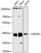 LDL Receptor Related Protein Associated Protein 1 antibody, 14-752, ProSci, Western Blot image 