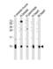 Cytochrome C Oxidase Subunit 7A1 antibody, PA5-71932, Invitrogen Antibodies, Western Blot image 