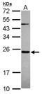 Mitochondrial Ribosomal Protein S23 antibody, NBP2-19410, Novus Biologicals, Western Blot image 