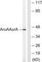 Aurora Kinase A antibody, LS-C117995, Lifespan Biosciences, Western Blot image 