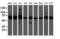 Diphthamide Biosynthesis 2 antibody, LS-C174009, Lifespan Biosciences, Western Blot image 