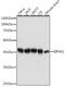 Eukaryotic initiation factor 4A-I antibody, GTX54032, GeneTex, Western Blot image 