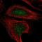 Centromere Protein T antibody, NBP2-58946, Novus Biologicals, Immunofluorescence image 