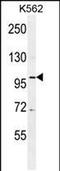 DEAD-Box Helicase 27 antibody, PA5-48122, Invitrogen Antibodies, Western Blot image 