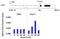 Mitogen-Activated Protein Kinase 1 antibody, MA1-099, Invitrogen Antibodies, Chromatin Immunoprecipitation image 