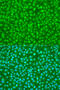 Serine/arginine-rich splicing factor 9 antibody, 19-996, ProSci, Immunofluorescence image 
