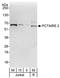 Cyclin-dependent kinase 17 antibody, A302-674A, Bethyl Labs, Western Blot image 