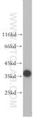 Translocase Of Outer Mitochondrial Membrane 40 antibody, 18409-1-AP, Proteintech Group, Western Blot image 
