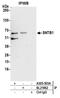 Syntrophin Beta 1 antibody, A305-503A, Bethyl Labs, Immunoprecipitation image 
