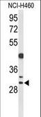 Cyclin B1 Interacting Protein 1 antibody, LS-C168463, Lifespan Biosciences, Western Blot image 