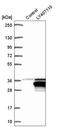 Leucine Rich Repeat Containing 57 antibody, HPA040894, Atlas Antibodies, Western Blot image 