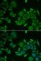Nuclear nucleic acid-binding protein C1D antibody, LS-C334727, Lifespan Biosciences, Immunofluorescence image 