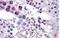 Frizzled Class Receptor 9 antibody, NB100-94906, Novus Biologicals, Immunohistochemistry frozen image 