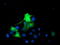 Epsin 2 antibody, TA504298, Origene, Immunofluorescence image 