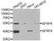 Frp antibody, LS-B13895, Lifespan Biosciences, Western Blot image 