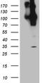 Amyloid beta A4 precursor protein-binding family B member 1 antibody, CF811151, Origene, Western Blot image 