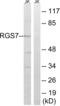Regulator of G-protein signaling 7 antibody, LS-C120321, Lifespan Biosciences, Western Blot image 