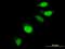 Endothelial differentiation-related factor 1 antibody, H00008721-M03, Novus Biologicals, Immunofluorescence image 