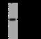 Chromosome 3 Open Reading Frame 38 antibody, 201311-T44, Sino Biological, Western Blot image 