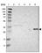 Major Histocompatibility Complex, Class II, DM Beta antibody, HPA012298, Atlas Antibodies, Western Blot image 