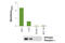 Estrogen Receptor 1 antibody, 80251C, Cell Signaling Technology, Enzyme Linked Immunosorbent Assay image 