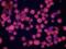 Caveolin 2 antibody, AF5788, R&D Systems, Immunocytochemistry image 