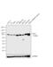 GYS antibody, PA5-17459, Invitrogen Antibodies, Western Blot image 