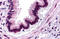Complement C3a Receptor 1 antibody, MBS247882, MyBioSource, Immunohistochemistry frozen image 