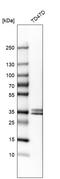 Stanniocalcin 2 antibody, HPA045372, Atlas Antibodies, Western Blot image 