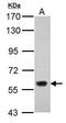 Lysine-specific demethylase 4D antibody, GTX120872, GeneTex, Western Blot image 