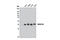 BRISC And BRCA1 A Complex Member 1 antibody, 12711S, Cell Signaling Technology, Western Blot image 