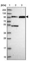 Family With Sequence Similarity 160 Member B1 antibody, NBP1-88970, Novus Biologicals, Western Blot image 