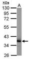COP9 Signalosome Subunit 5 antibody, MA1-23244, Invitrogen Antibodies, Western Blot image 