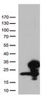 RNA-binding protein 8A antibody, CF812498, Origene, Western Blot image 