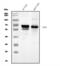 Internexin Neuronal Intermediate Filament Protein Alpha antibody, A03756-1, Boster Biological Technology, Western Blot image 