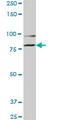 Component Of Oligomeric Golgi Complex 2 antibody, LS-C139188, Lifespan Biosciences, Western Blot image 