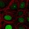 JC7 antibody, HPA062351, Atlas Antibodies, Immunofluorescence image 