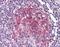 Cullin-4A antibody, orb86599, Biorbyt, Immunohistochemistry paraffin image 