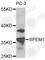 Spermatid maturation protein 1 antibody, A8076, ABclonal Technology, Western Blot image 