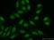Condensin-2 complex subunit D3 antibody, 16828-1-AP, Proteintech Group, Immunofluorescence image 