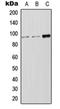 LDL Receptor Related Protein 12 antibody, orb215155, Biorbyt, Western Blot image 